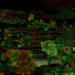 mostra10-garden